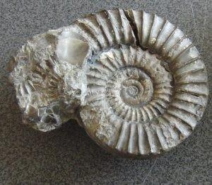 H&C Fossil
